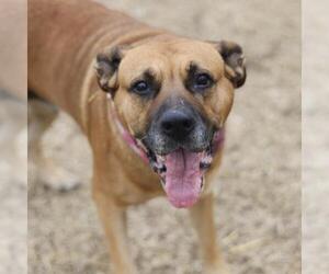 American Staffordshire Terrier-Unknown Mix Dogs for adoption in San Antonio, TX, USA