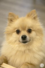 Pomeranian Dogs for adoption in Princeton, MN, USA