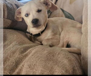 Chiweenie Dogs for adoption in Sandy, UT, USA