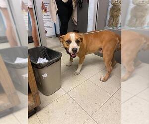 Boxer-Unknown Mix Dogs for adoption in Stockton, CA, USA