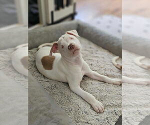 American Pit Bull Terrier-Unknown Mix Dogs for adoption in Raleigh, NC, USA