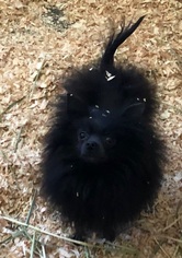Pomeranian Dogs for adoption in VACAVILLE, CA, USA
