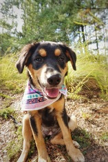 Medium Photo #1 Labbe Puppy For Sale in Fayetteville, GA, USA