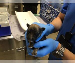 Mutt Dogs for adoption in Riverside, CA, USA