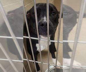 American Pit Bull Terrier-Unknown Mix Dogs for adoption in Decatur, IL, USA