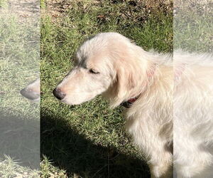 Great Pyrenees Dogs for adoption in Dallas, TX, USA