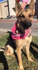 German Shepherd Dog Dogs for adoption in Fort Worth, TX, USA