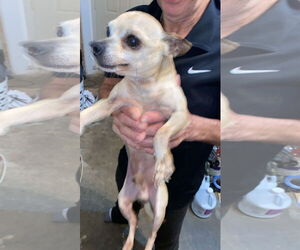 Chihuahua Dogs for adoption in New Orleans, LA, USA