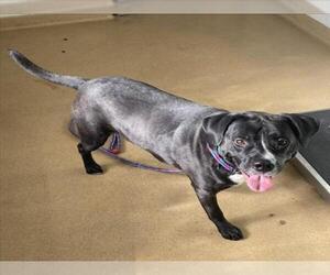 Labrador Retriever-Unknown Mix Dogs for adoption in Derwood, MD, USA