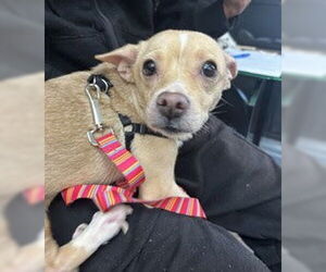 Chiweenie Dogs for adoption in Oakhurst, NJ, USA