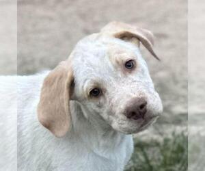 Labrador Retriever-Unknown Mix Dogs for adoption in Yardley, PA, USA