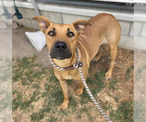 Labrador Retriever Dogs for adoption in Long Beach, CA, USA