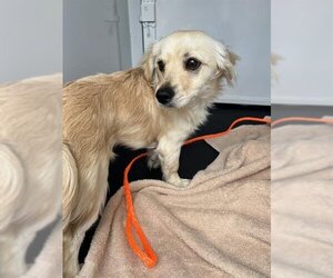 Dameranian Dogs for adoption in Orange, CA, USA