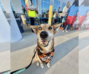 German Shepherd Dog Dogs for adoption in San Bernardino , CA, USA