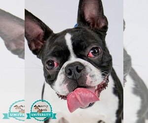 Boston Terrier Dogs for adoption in Kennesaw, GA, USA