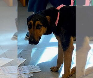 German Shepherd Dog-Unknown Mix Dogs for adoption in Rancho Cucamonga, CA, USA