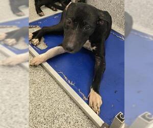 Labrador Retriever-Unknown Mix Dogs for adoption in Houston, TX, USA