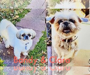 Shih Tzu Dogs for adoption in Topeka, KS, USA