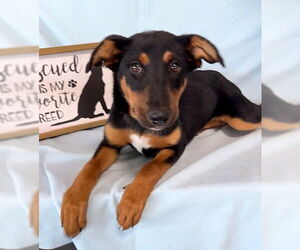 Mutt Dogs for adoption in Genesee, WI, USA