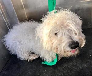 Poodle (Miniature)-Unknown Mix Dogs for adoption in Woodland, CA, USA