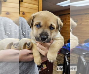 Huskies -Unknown Mix Dogs for adoption in Ellijay, GA, USA