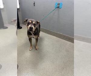 American Pit Bull Terrier-Unknown Mix Dogs for adoption in Las Vegas, NV, USA