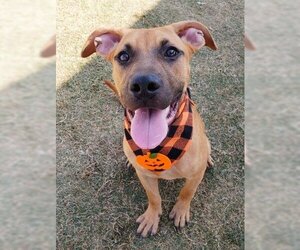 American Pit Bull Terrier Dogs for adoption in Bakersfield, CA, USA