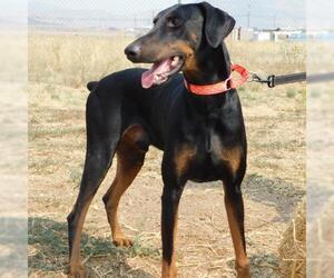 Doberman Pinscher Dogs for adoption in Yreka, CA, USA