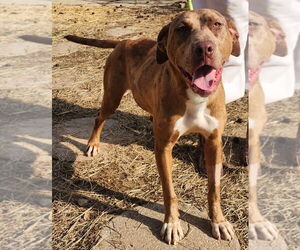 Catahoula Leopard Dog-Labrador Retriever Mix Dogs for adoption in Wetumpka, AL, USA