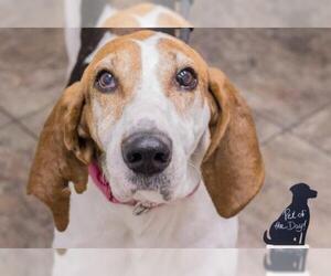 Treeing Walker Coonhound Dogs for adoption in Ontario, Ontario, Canada
