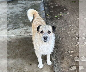 Cairn Terrier-Unknown Mix Dogs for adoption in Chico, CA, USA