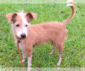 Chihuahua-Unknown Mix Dogs for adoption in Virginia Beach, VA, USA