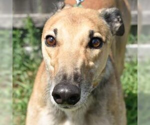 Greyhound Dogs for adoption in Grandville, MI, USA