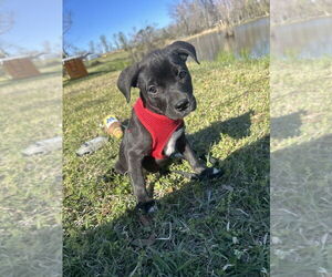 Bulldog-Chihuahua Mix Dogs for adoption in Tarrytown, GA, USA