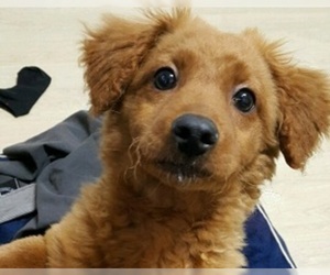 Small Dachshund-Poodle (Toy) Mix