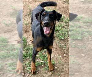 Doberman Pinscher-Unknown Mix Dogs for adoption in Riverside, CA, USA