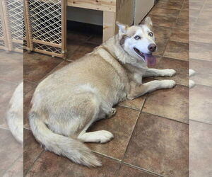 Siberian Husky Dogs for adoption in Amarillo, TX, USA