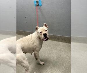 Boxer-Unknown Mix Dogs for adoption in Las Vegas, NV, USA