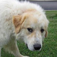 Great Pyrenees Dogs for adoption in Madison, IN, USA