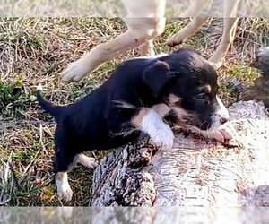 Golden Retriever-Unknown Mix Dogs for adoption in Aurora, IN, USA