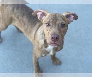 American Pit Bull Terrier-Unknown Mix Dogs for adoption in Tulsa, OK, USA