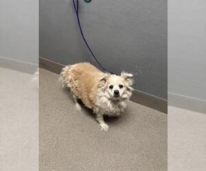 Pomeranian-Unknown Mix Dogs for adoption in Las Vegas, NV, USA