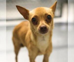 Chihuahua-Unknown Mix Dogs for adoption in San Antonio, TX, USA