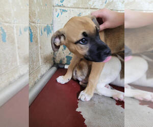 American Pit Bull Terrier-Unknown Mix Dogs for adoption in Linton, IN, USA