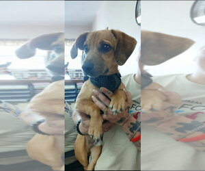 Dachshund-Unknown Mix Dogs for adoption in Martinsburg, WV, USA