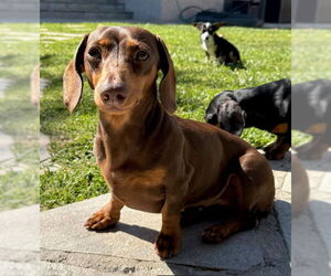Dachshund Dogs for adoption in Los Angeles, CA, USA