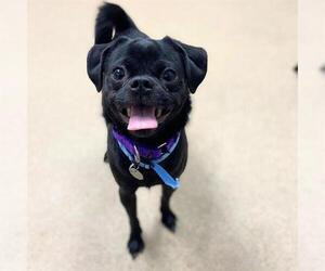Pug Dogs for adoption in Aurora, CO, USA