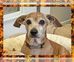 Dachshund Dogs for adoption in Ojai, CA, USA