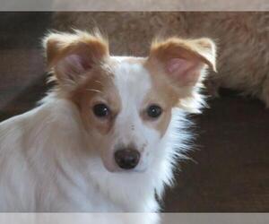 Papillon-Unknown Mix Dogs for adoption in Effort, PA, USA
