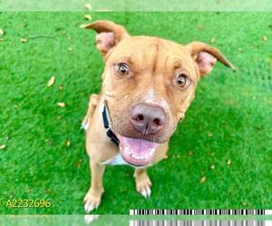 American Pit Bull Terrier Dogs for adoption in West Palm Beach, FL, USA